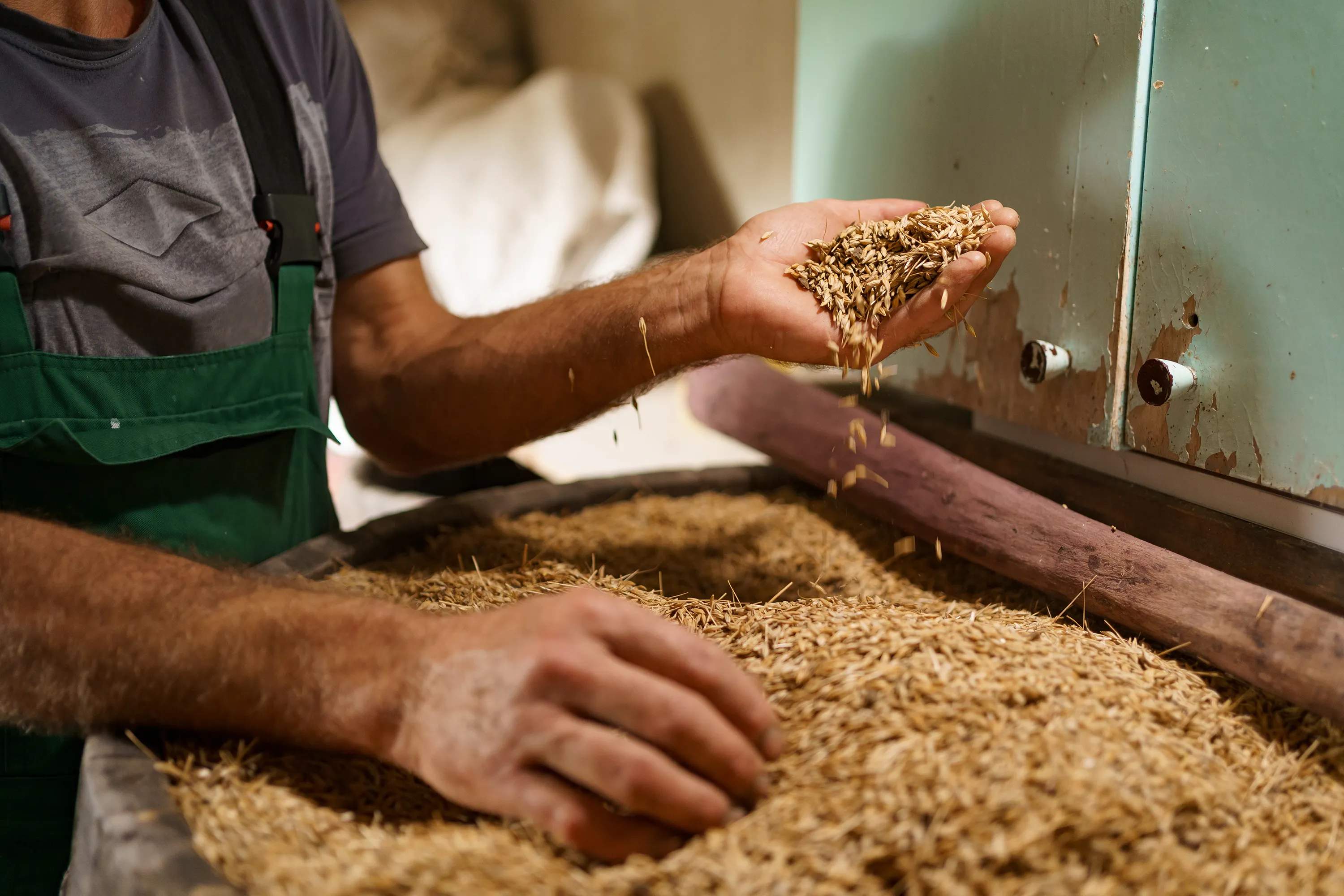 Avanza el trabajo por la calidad e inocuidad de la avena nacional
